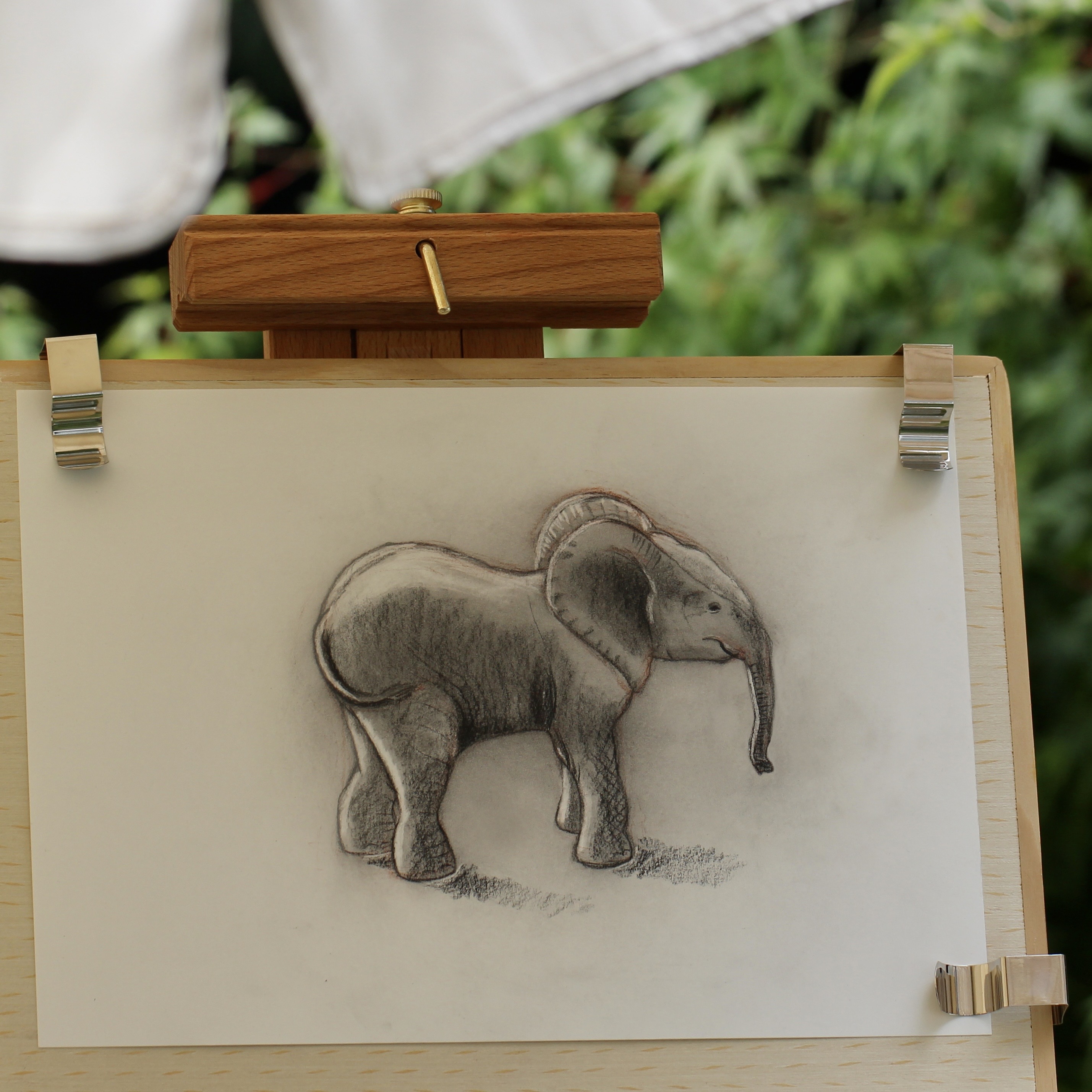 study young elephant _ Gimara